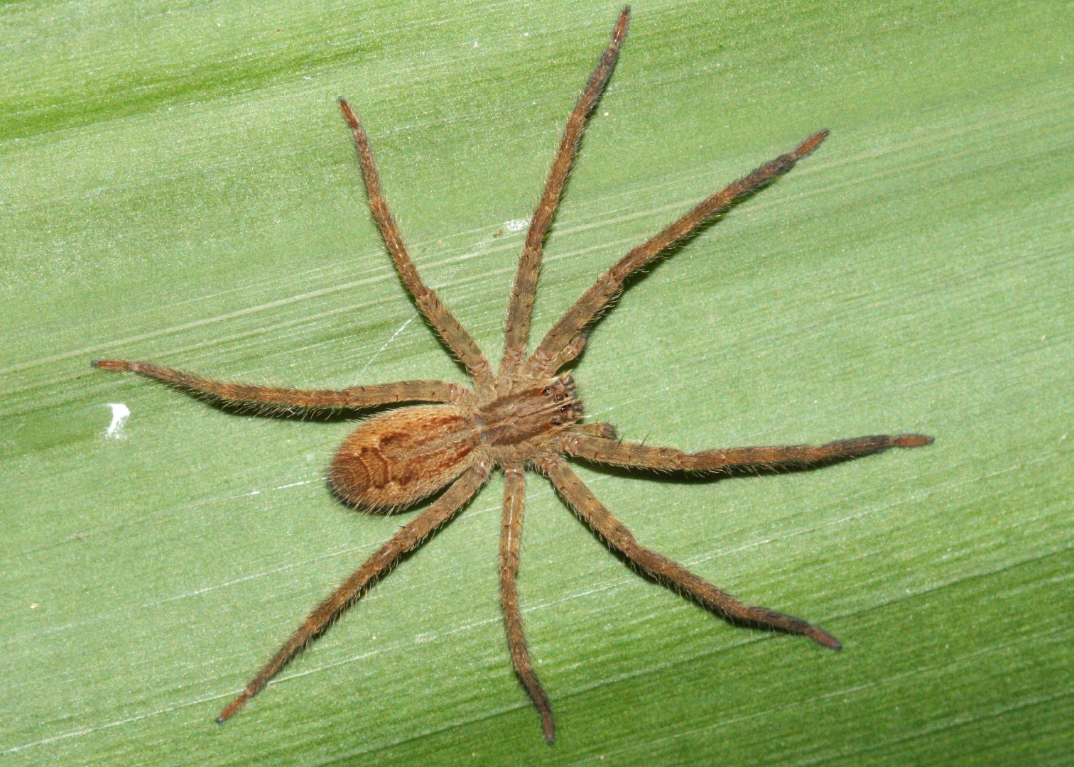 Banana spiders (Cupiennius)