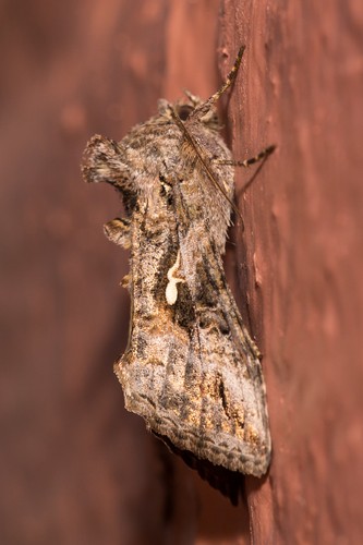 Rachiplusia (Rachiplusia)