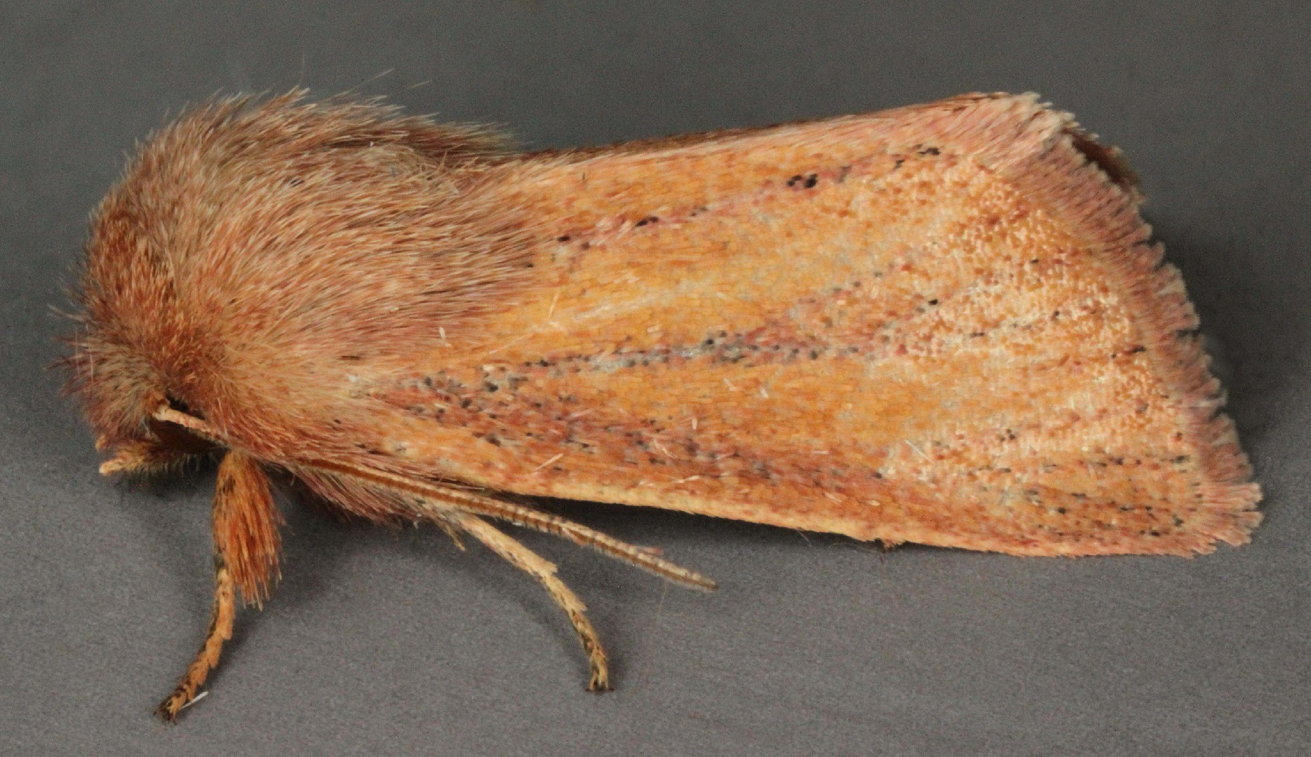 Denticucullus (Denticucullus)