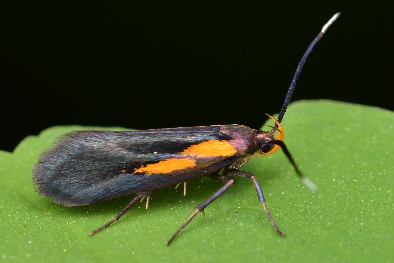 Mathildana (Mathildana)