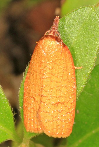 Sparganothis (Sparganothis)