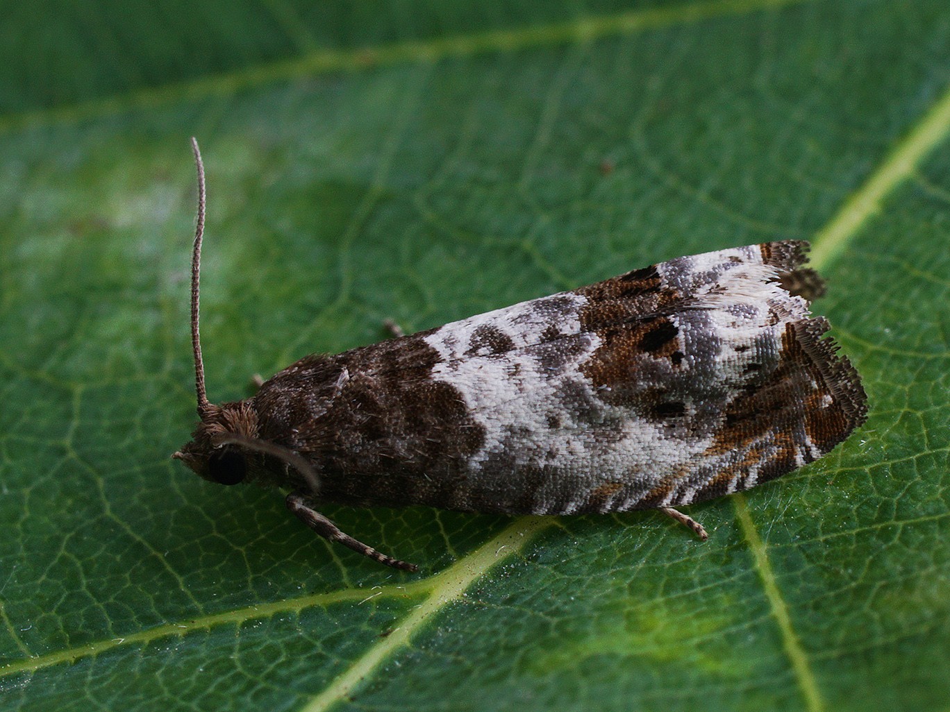 Notocelia (Notocelia)