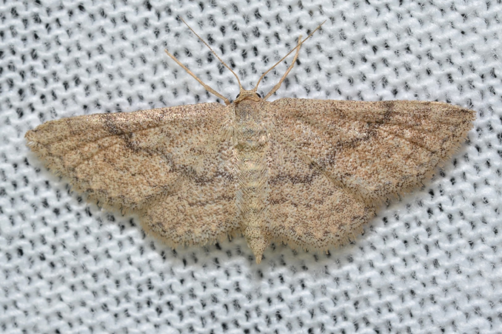 Lobocleta (Lobocleta)