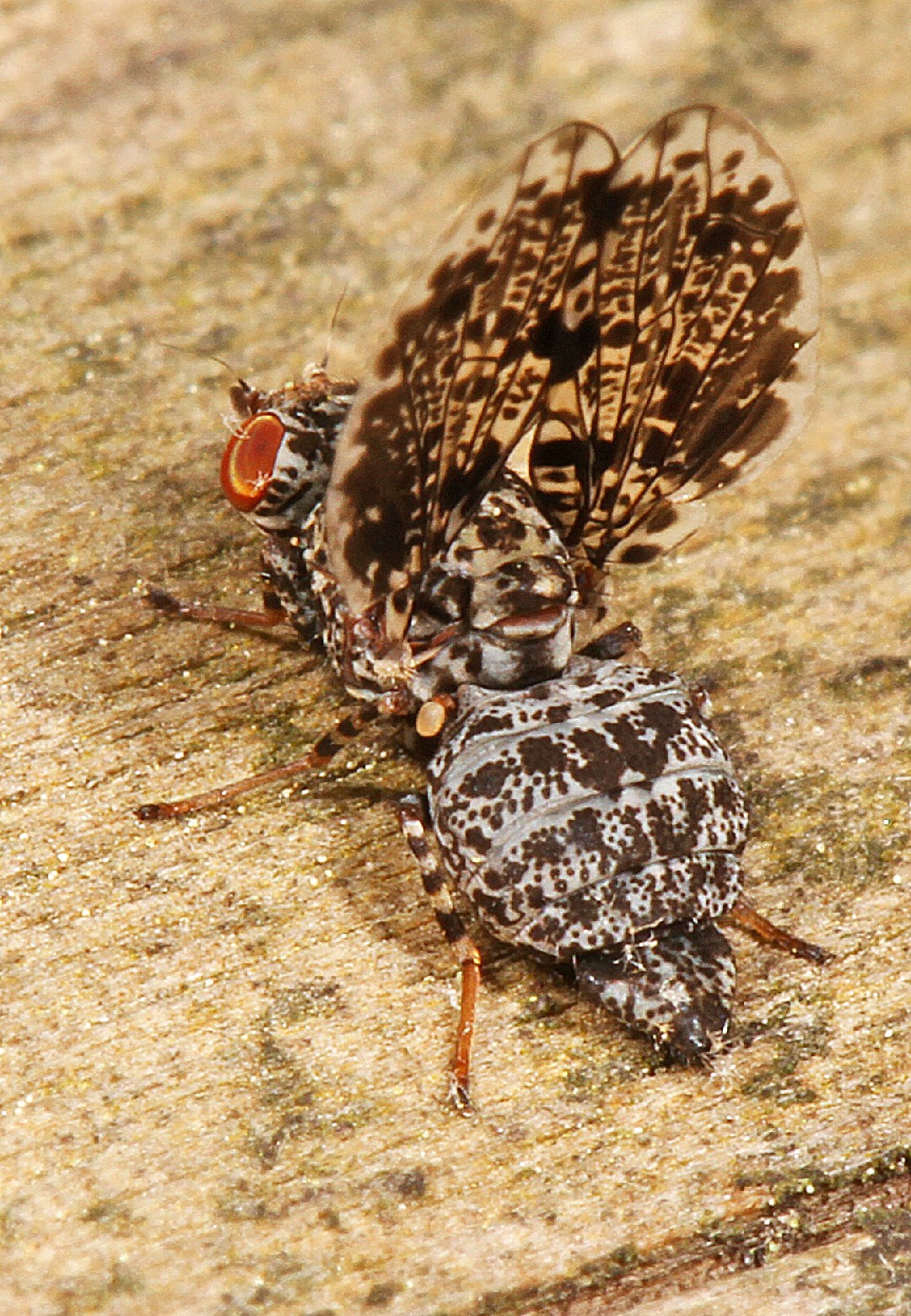 Callopistromyia (Callopistromyia)