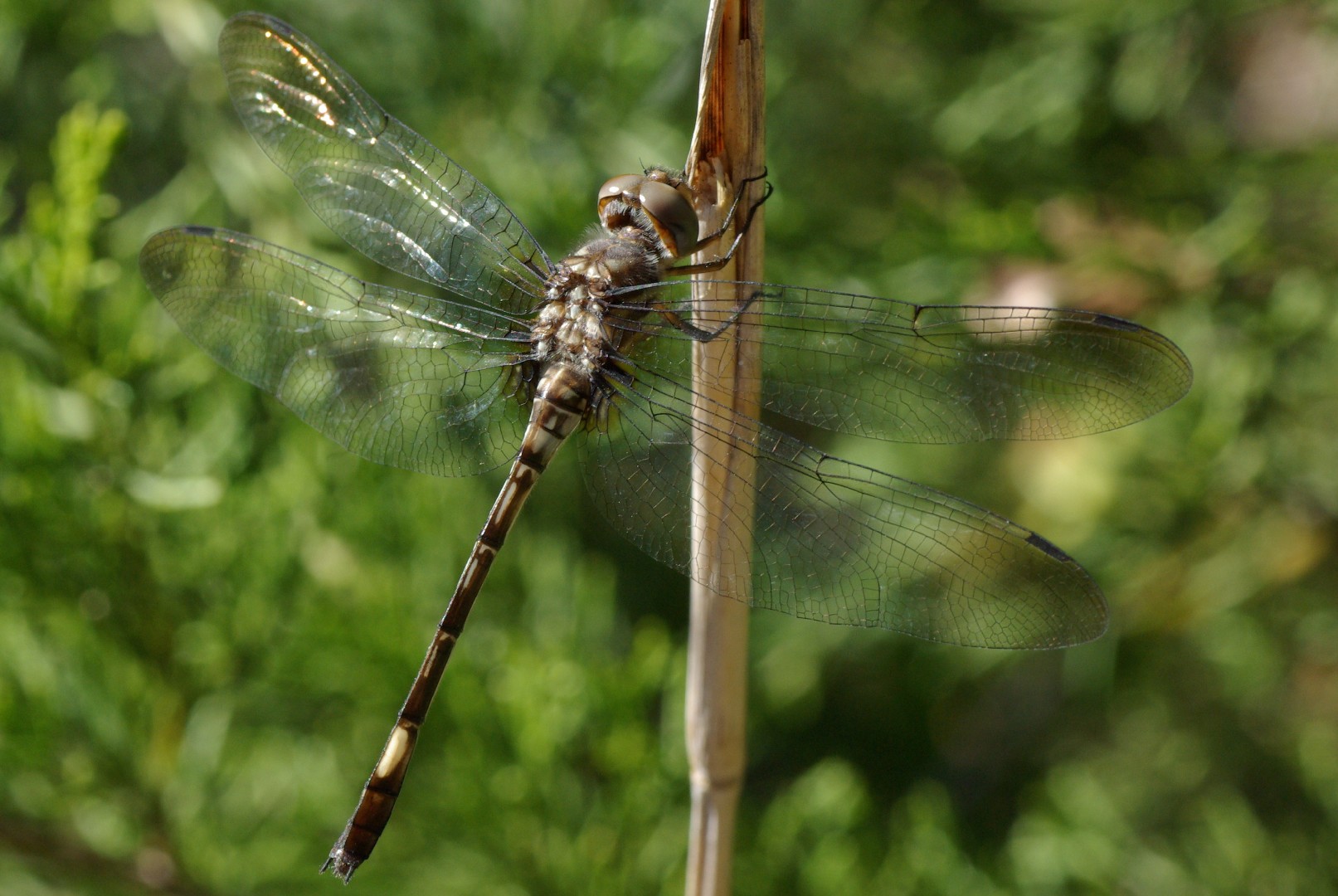 Libélulas rayadoras (Brechmorhoga)