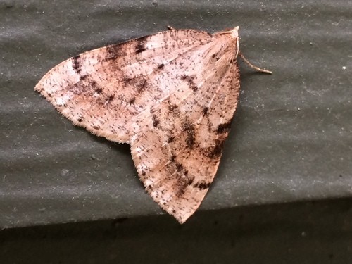 Thallophaga (Thallophaga)