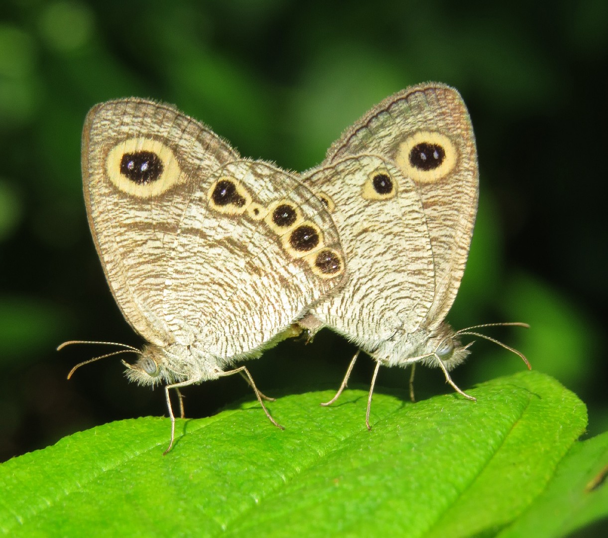 Common Four-ring (Butterflies of Negeri Sembilan (Malaysia)) · iNaturalist