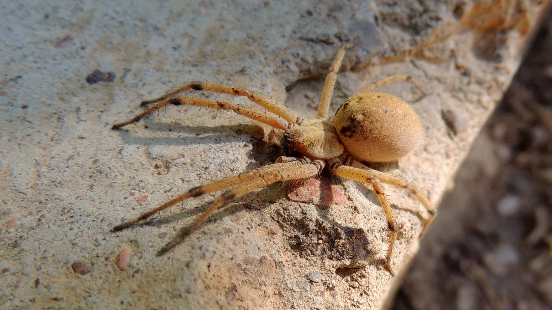 Паук лабиринтовый (Agelena labyrinthica) - Picture Insect