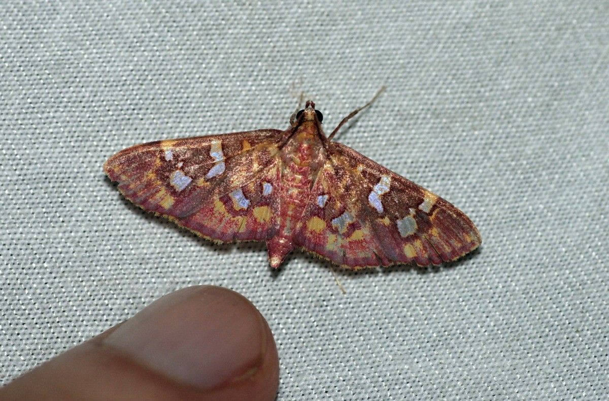 Ischnurges (Ischnurges)