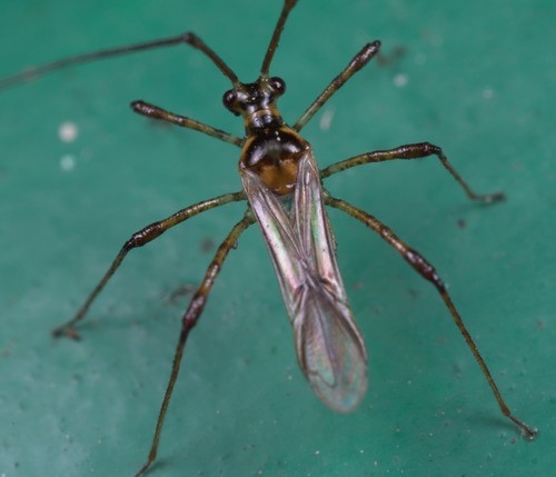 Helopeltis theivora (Helopeltis theivora) - Picture Insect