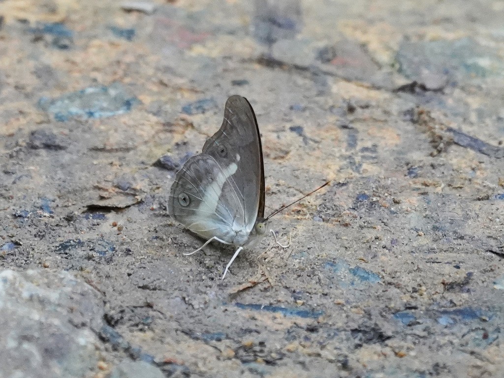 Eulaceura (Eulaceura)