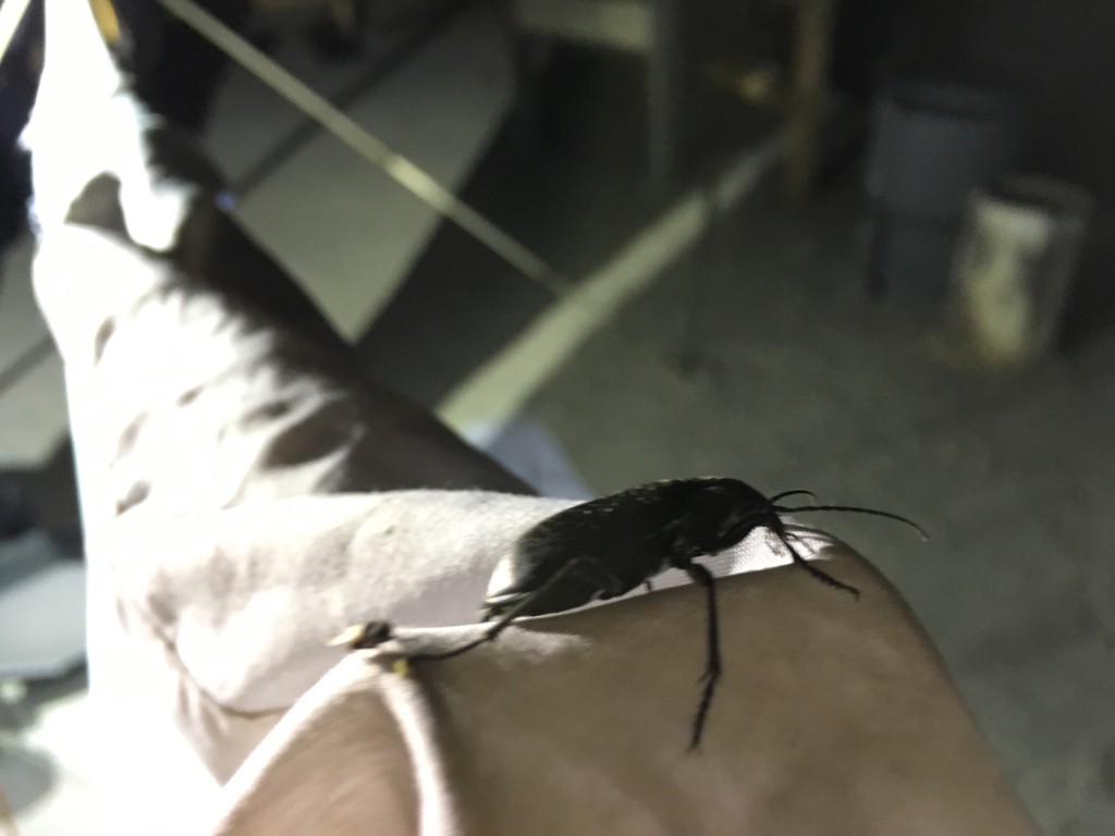 Caterpillar hunter beetles (Calosoma)