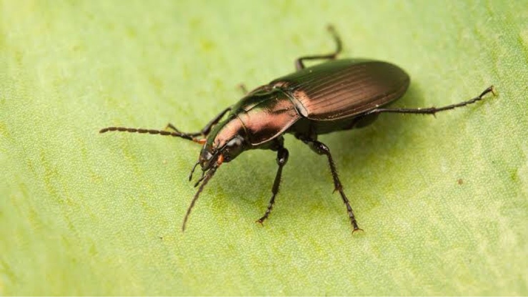 Plocamostethus (Plocamostethus)