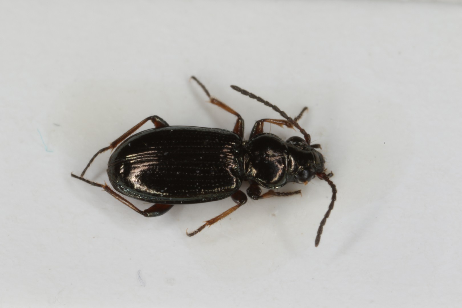 Бегунчик блестящий (Bembidion lampros) - Picture Insect