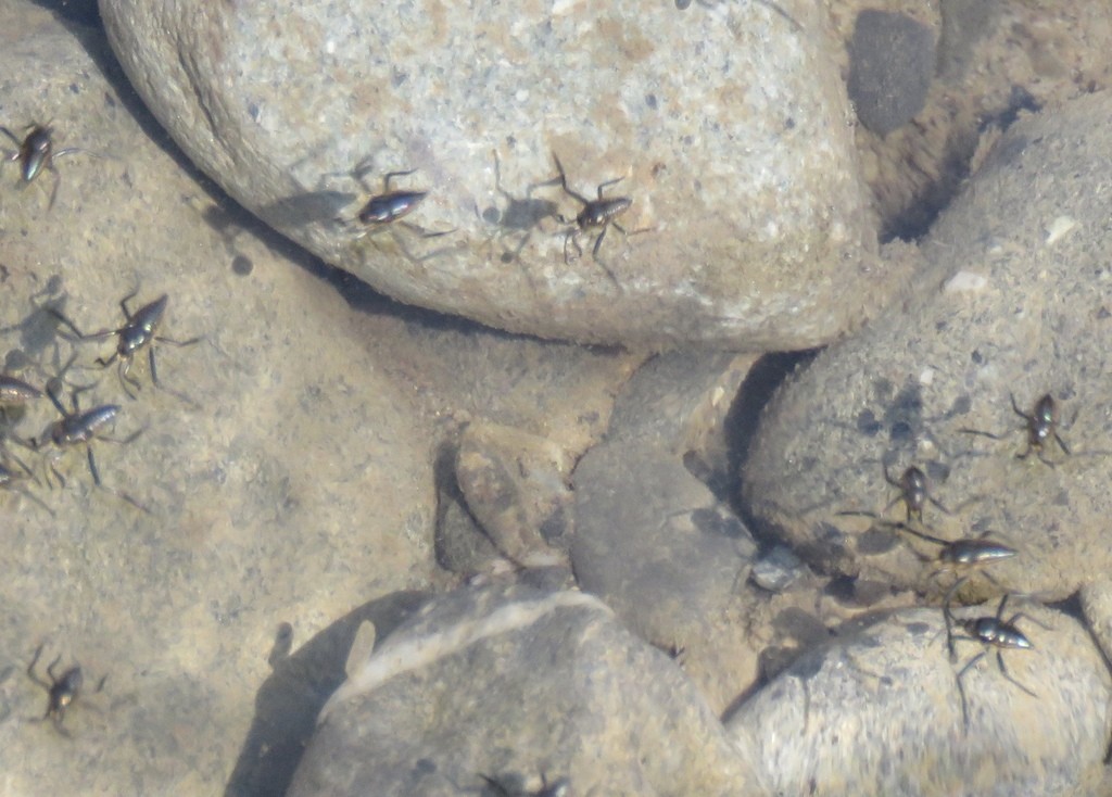 Rhagovelia (Rhagovelia)