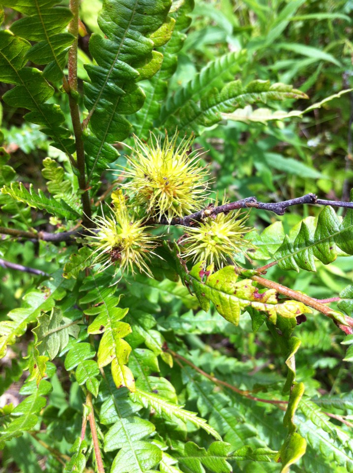 Janetiella (Janetiella)