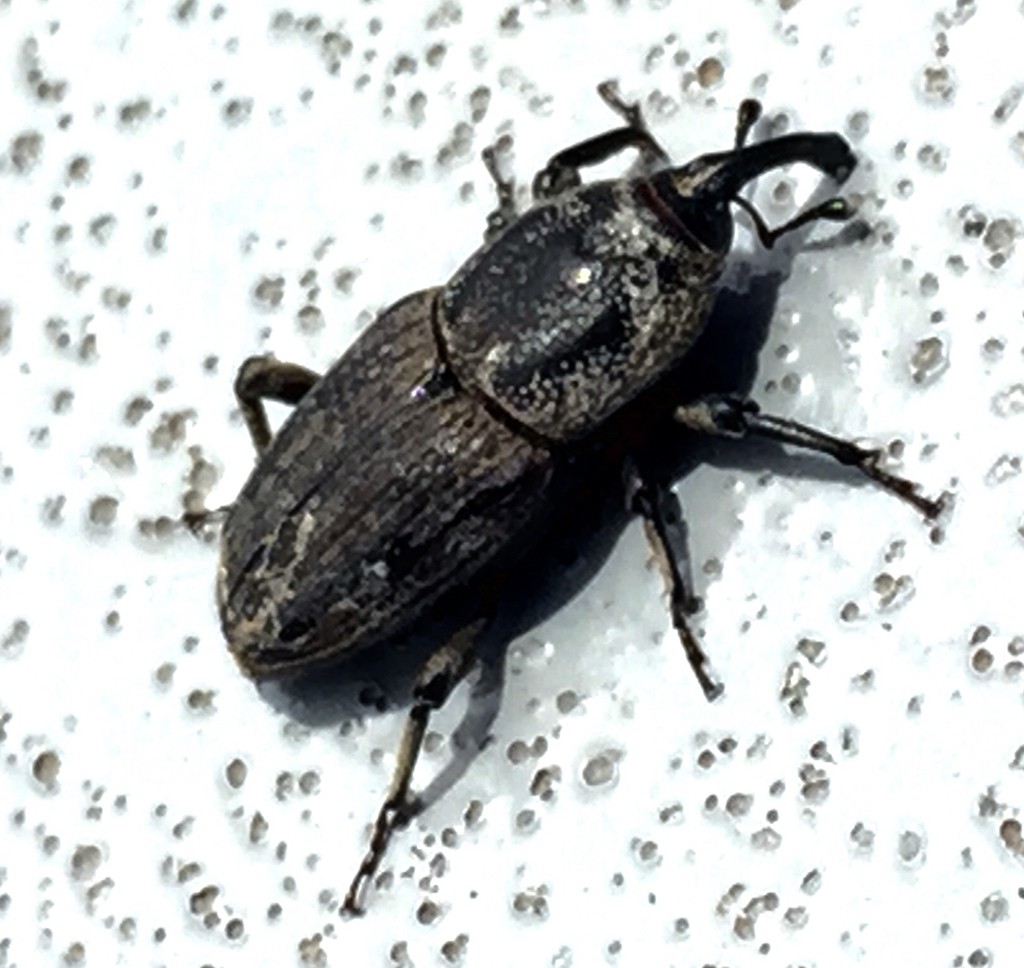 Sphenophorus (Sphenophorus)