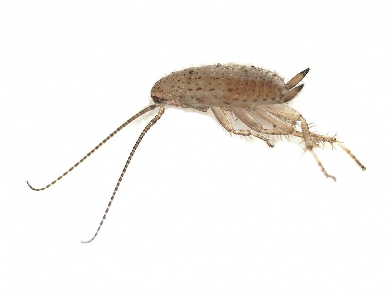 Ectobius pallidus (Ectobius pallidus) Picture Insect