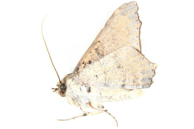 Semiothisops (Semiothisops)