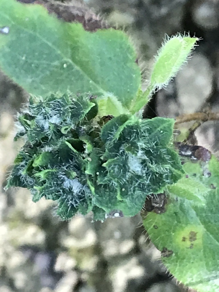 Rhopalomyia (Rhopalomyia)