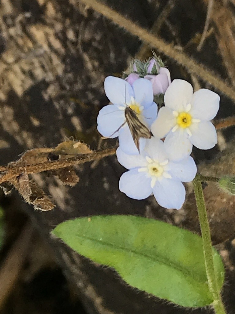 Schreckensteinia (Schreckensteinia)