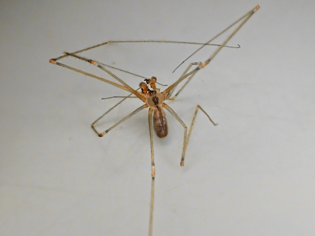 Pholcus manueli (Pholcus manueli) - Picture Insect