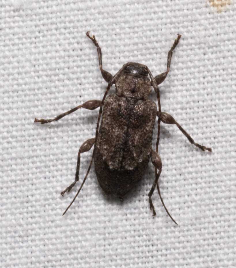 Leptostylus (Leptostylus)