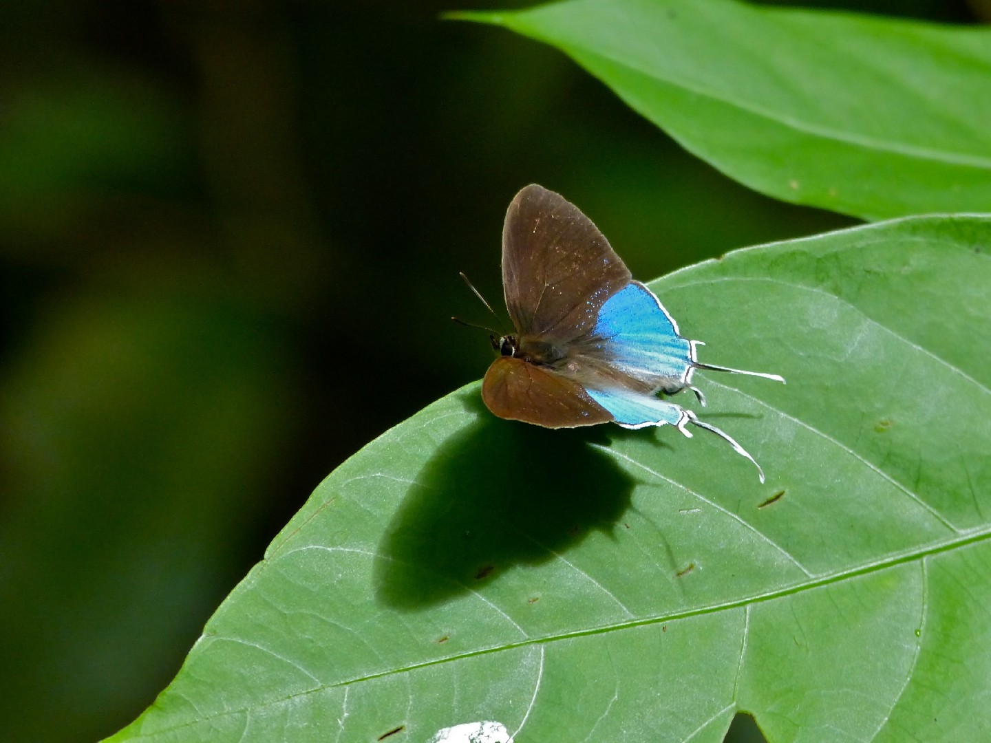 Drupadia (Drupadia)