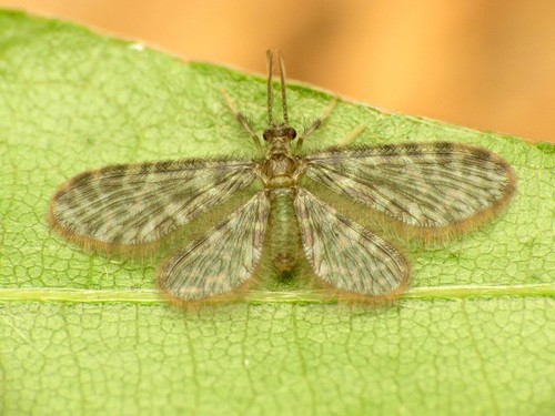 Nallachius (Nallachius)