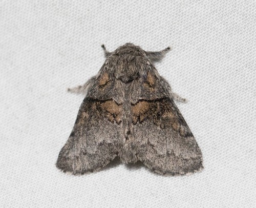 Gluphisia (Gluphisia)