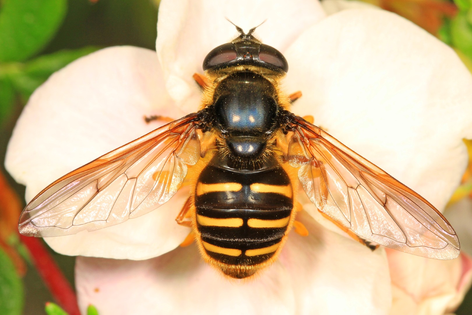 Sericomyia (Sericomyia)