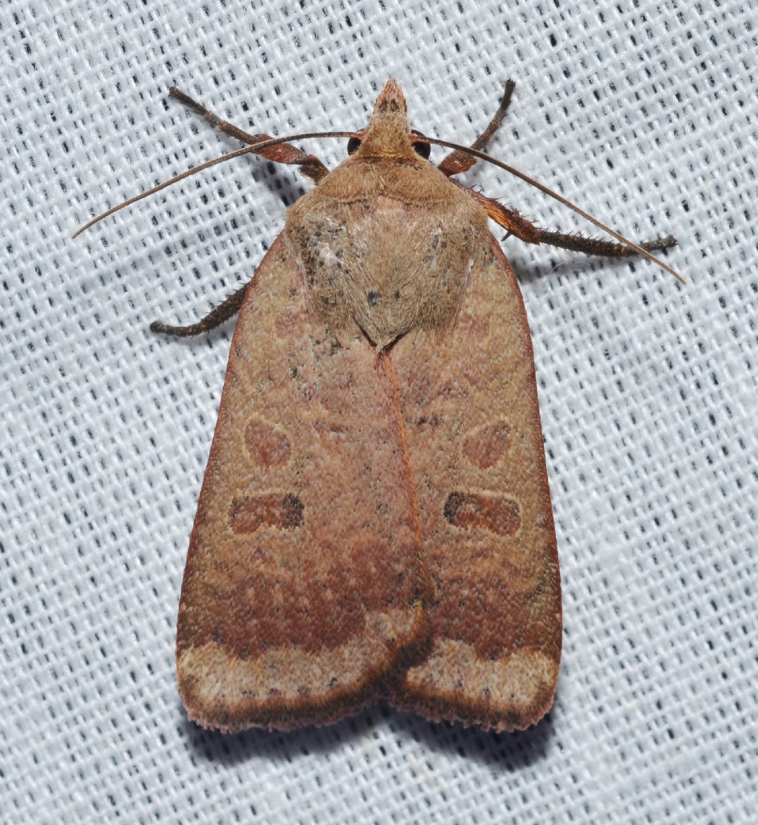 Abagrotis (Abagrotis)