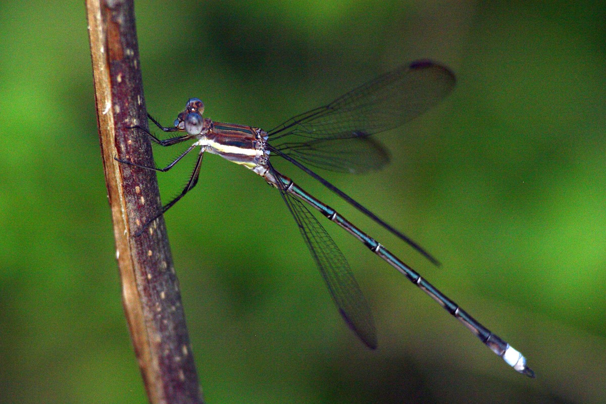 Stream spreadwings (Archilestes)