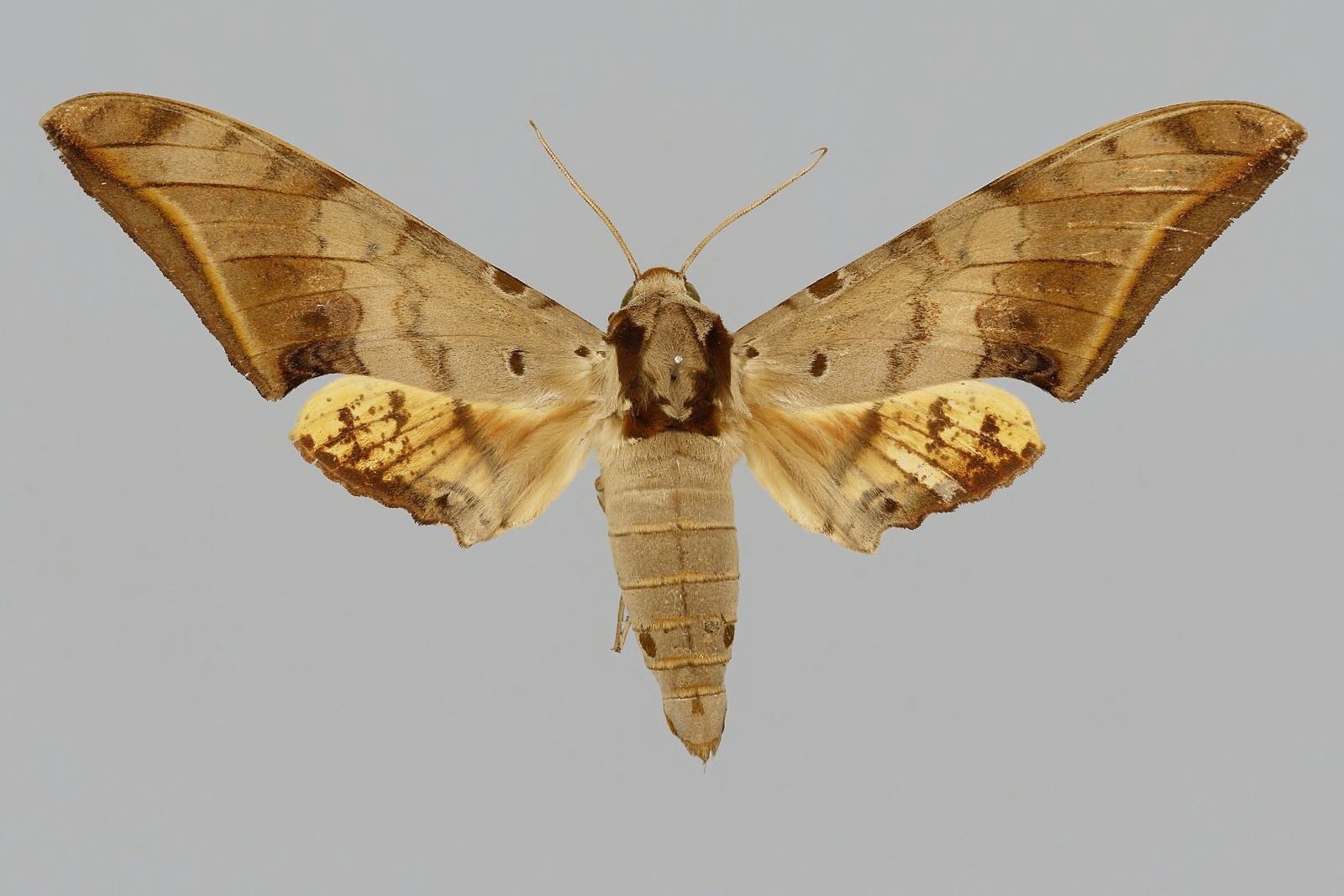 Ambulyx (Ambulyx)