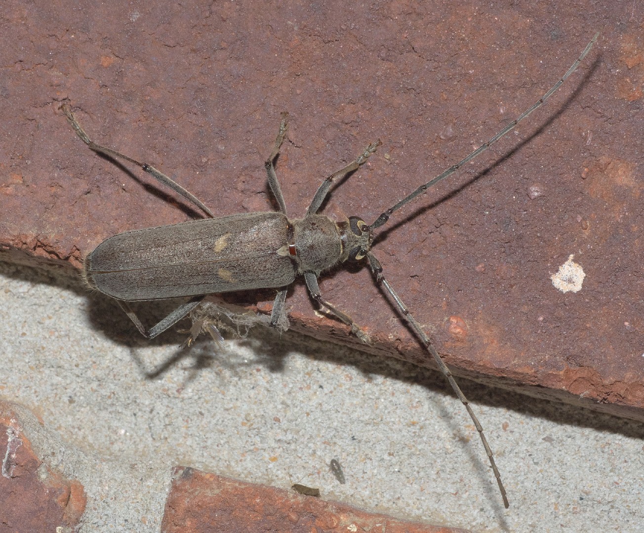 Knulliana cincta (Knulliana cincta) - Picture Insect