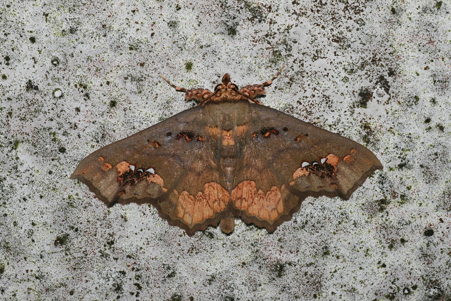 Lopharthrum (Lopharthrum)