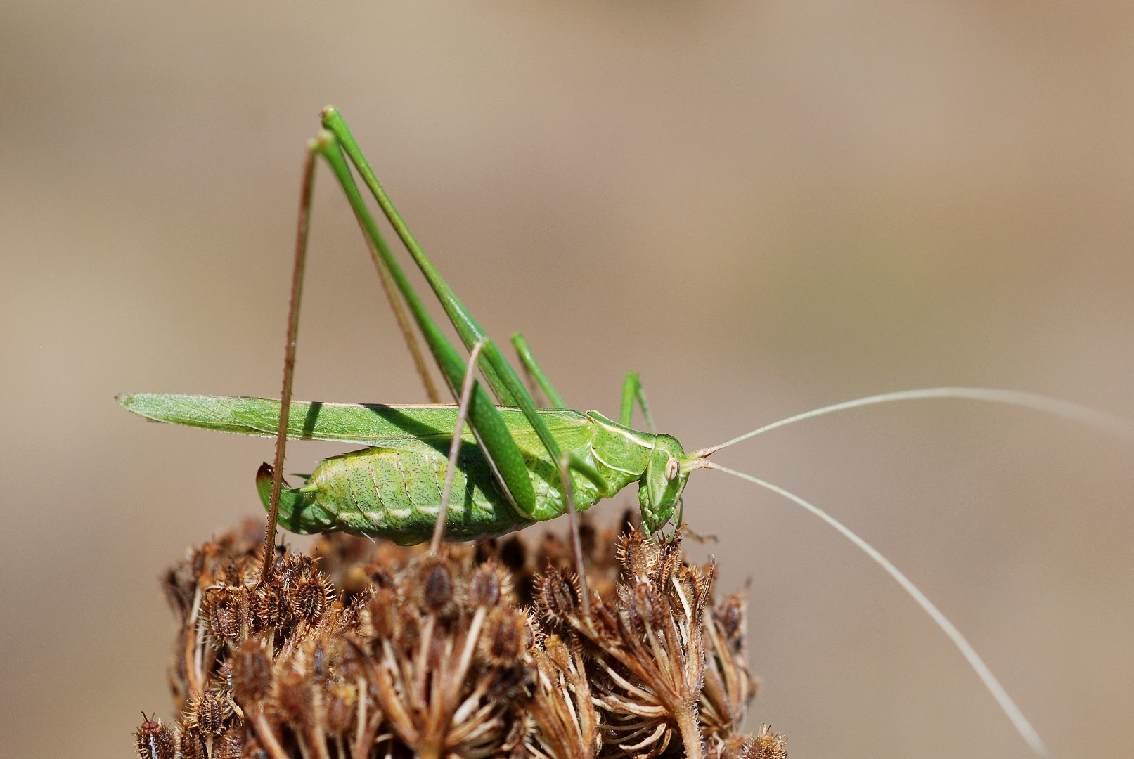 Lily bush-cricket