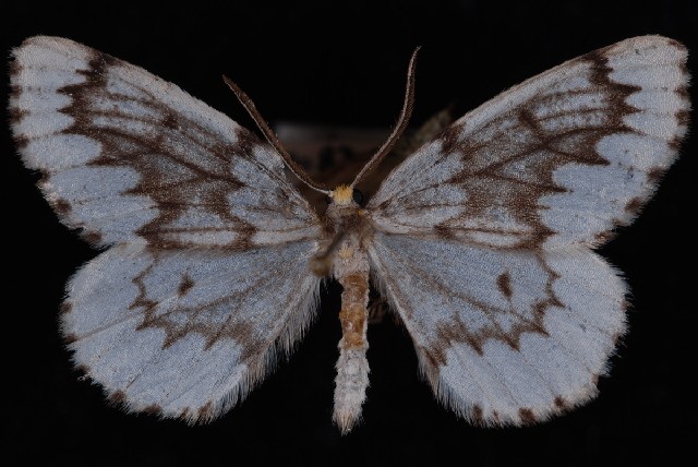 Phantom hemlock looper