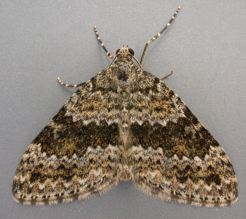 Grey mountain carpet