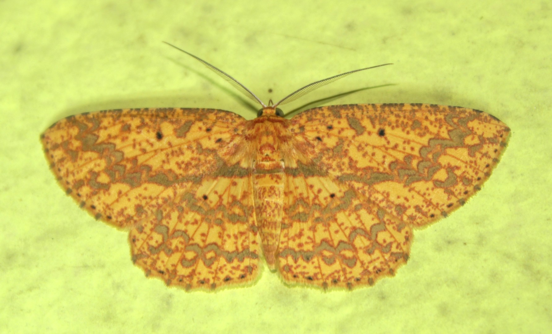 Borbacha (Borbacha)