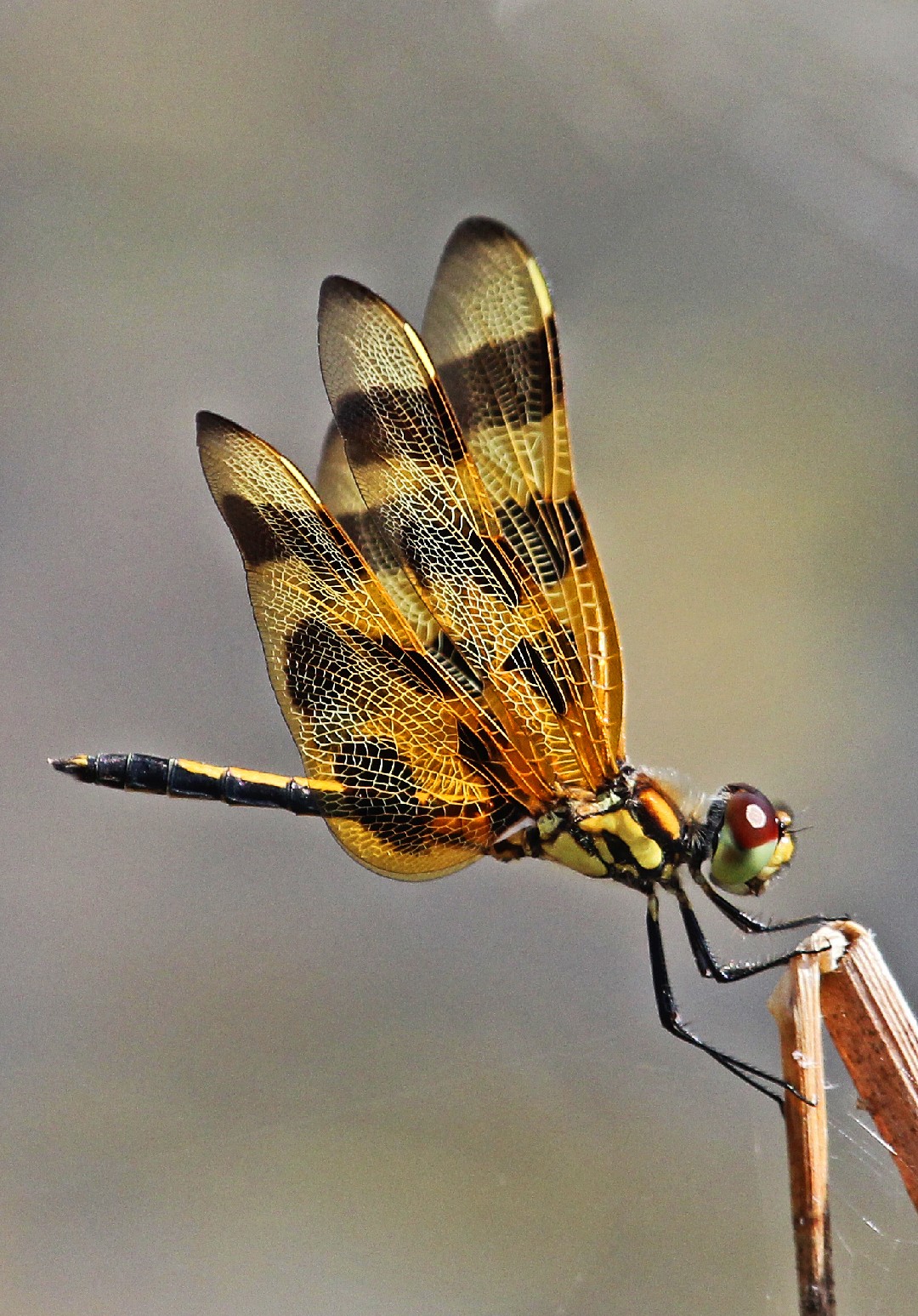 Celithemis (Celithemis)