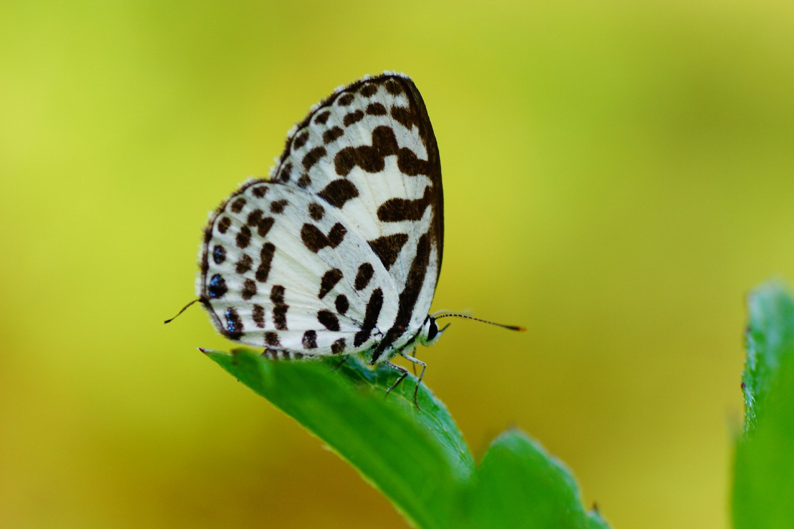 Common pierrot