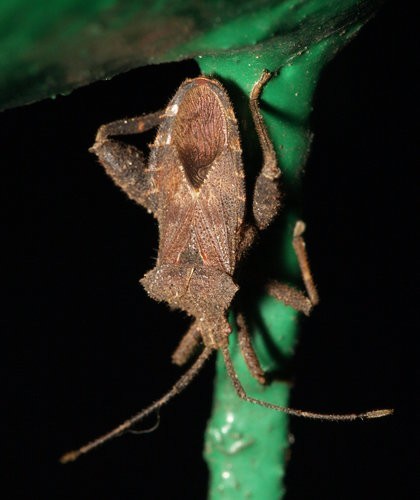 Acanthocoris (Acanthocoris)