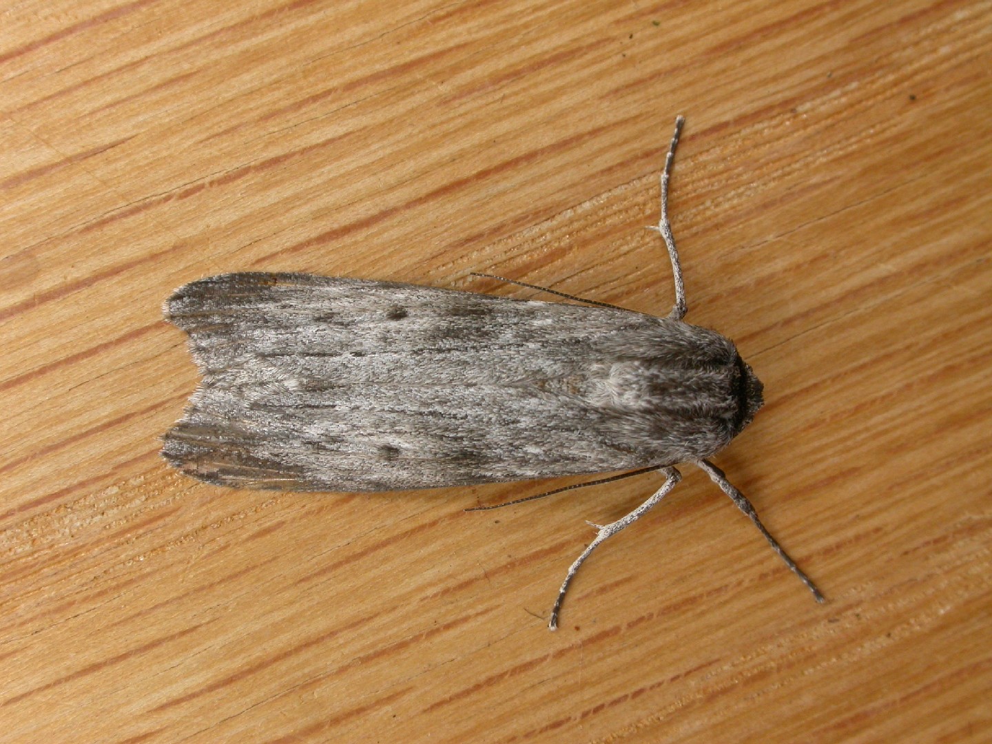 Capusa (Capusa)