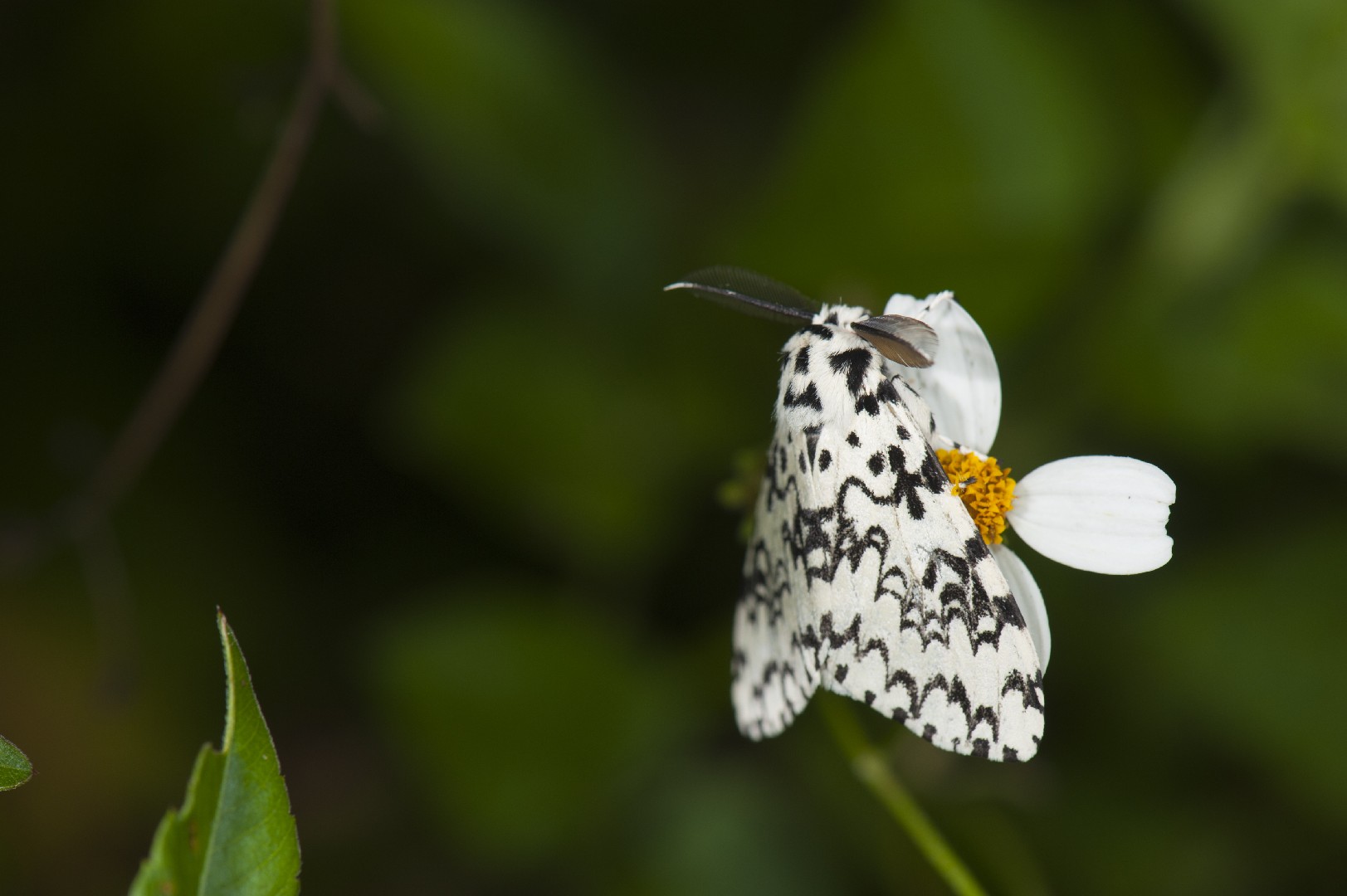 Lymantria concolor