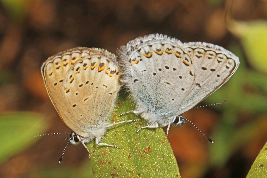 Anna'S Blue