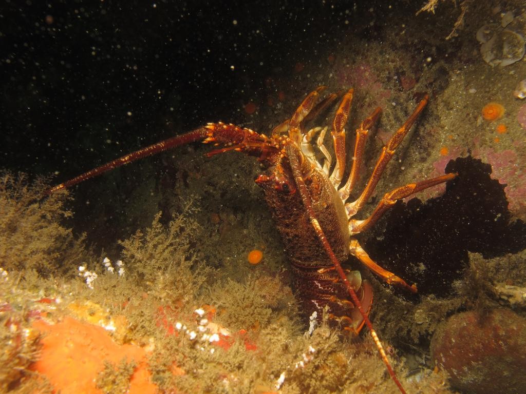 Cape rock lobster