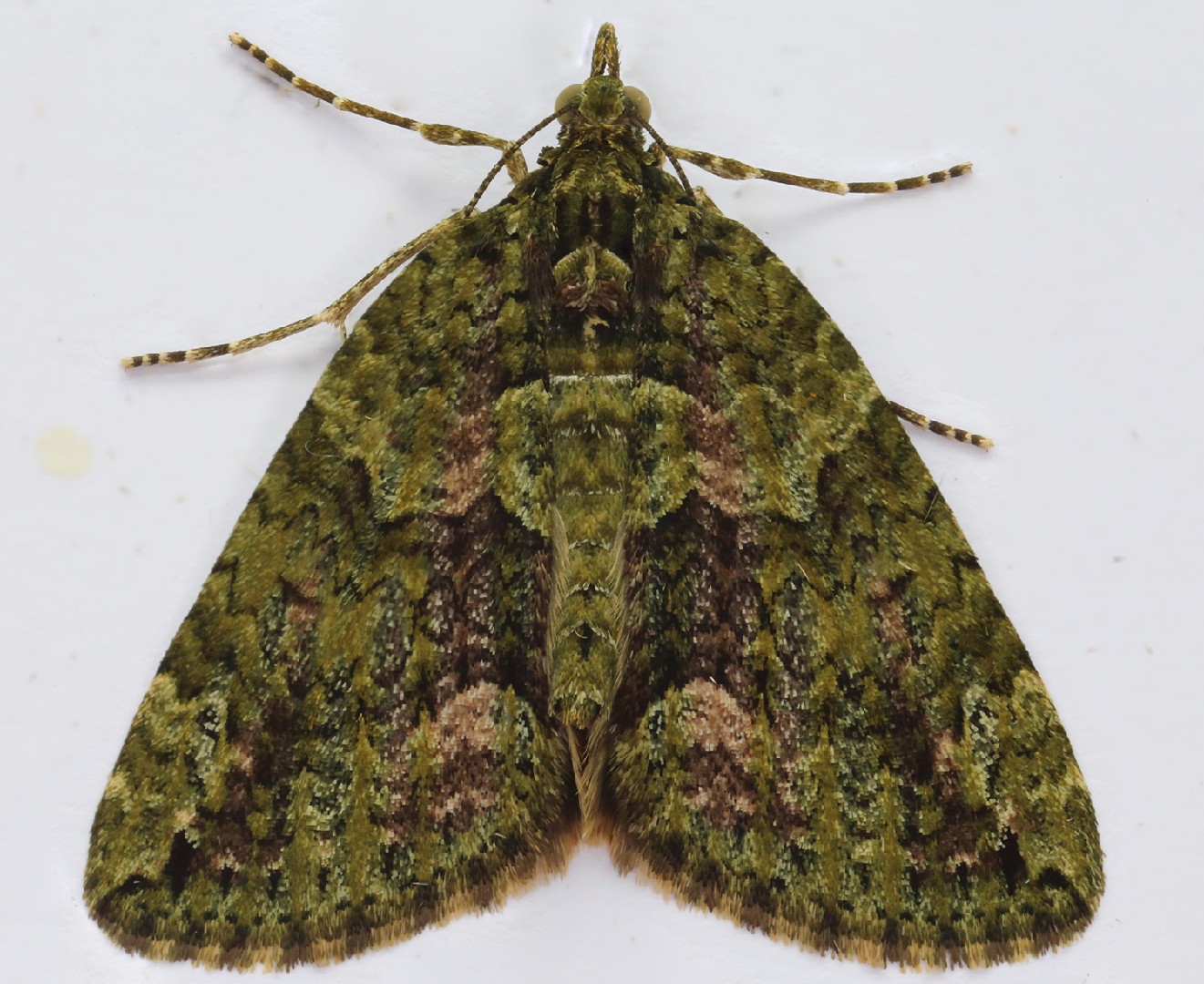 Chloroclysta (Chloroclysta)