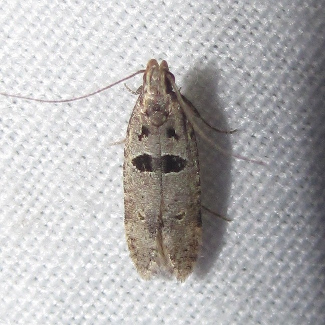 Deltophora (Deltophora)