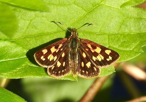 タカネキマダラセセリ (Carterocephalus palaemon) - Picture Insect